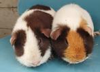 2 US Teddy cavia's (zeugjes), Dieren en Toebehoren, Knaagdieren, Maart, Vrouwelijk, Cavia