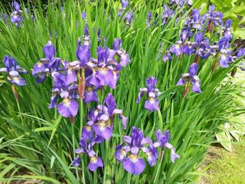 Siberische lis, blauwe iris beschikbaar voor biedingen