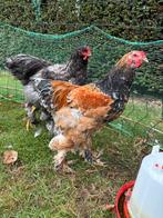 2 Brahma hanen, Dieren en Toebehoren, Pluimvee