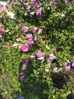 Paarse Hibiscus struiken, Ophalen, Struik