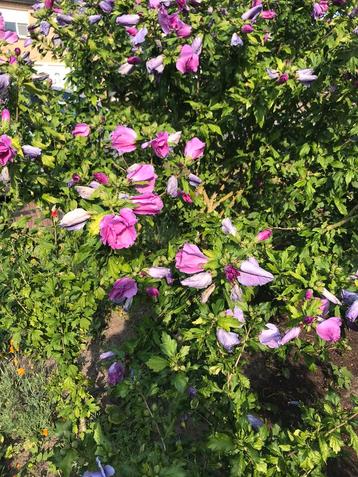 Paarse Hibiscus struiken  beschikbaar voor biedingen