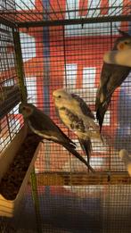 Mooie valkparkieten te koop ze waren tam zeingenpaar liedjes