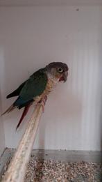 Pyrrhura split suncheek, Dieren en Toebehoren, Vogels | Parkieten en Papegaaien