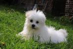 Maltezer puppy, eigen kweek, reutje, België, Maltezer, Reu, CDV (hondenziekte)