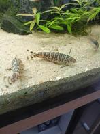 Botia lohachata vissen, Dieren en Toebehoren, Vissen | Aquariumvissen, Vis, Zoetwatervis