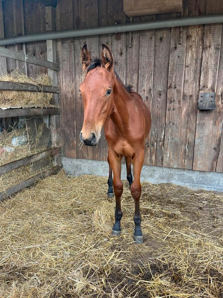 Vriendje gezocht voor hengstenveulen in Damme, Dieren en Toebehoren, Paarden, Hengst