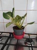 Plante philodendron birkin, Huis en Inrichting, Ophalen