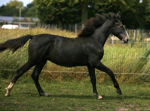 Jaarlinghengst van Asca Z, Dieren en Toebehoren, Paarden, Hengst, Niet van toepassing, 165 tot 170 cm, 0 tot 2 jaar, Springpaard