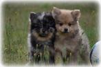 Keeshond pups, België, Keeshond, CDV (hondenziekte), 8 tot 15 weken
