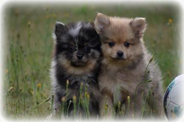 Keeshond pups beschikbaar voor biedingen