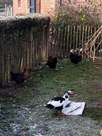 Barbarie eenden te koop, Dieren en Toebehoren, Meerdere dieren, Eend