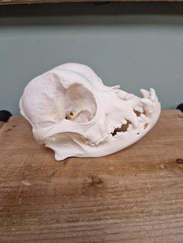Franse buldog  schedel