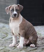 Chiot américain Stafford, American Staffordshire Terrier, Chien (mâle), Belgique, 8 à 15 semaines