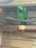 Koppel edelpapegaai, Dieren en Toebehoren, Meerdere dieren, Papegaai, Pratend