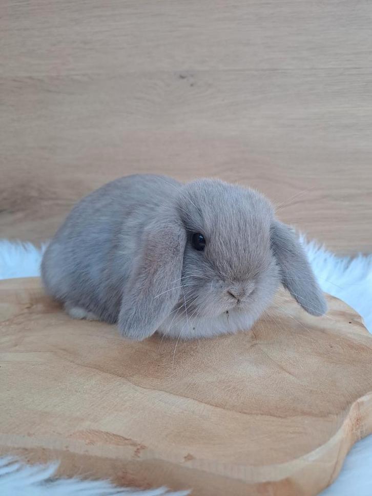 Lilac minilop rammetje, Animaux & Accessoires, Lapins, Nain, Mâle, 0 à 2 ans, Oreilles tombantes