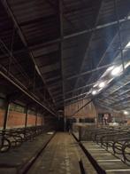 opdrijfhek, Ophalen, Veehouderij, Stalinrichting