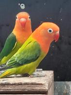 jonge fischeries, Animaux & Accessoires, Oiseaux | Perruches & Perroquets, Perroquet nain ou Inséparable