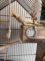 Calopsitte jaune a vendre avec son cage noir, Enlèvement, Cage à oiseaux