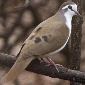 Tamboerijnduifjes beschikbaar voor biedingen