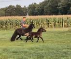 Verschillende prachtige shetlanders te koop., Animaux & Accessoires, Chevaux
