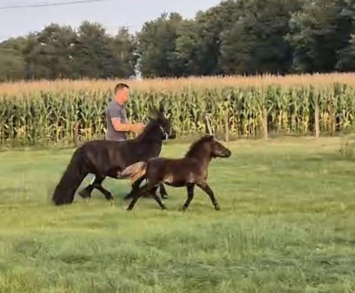 Verschillende prachtige shetlanders te koop., Dieren en Toebehoren, Paarden