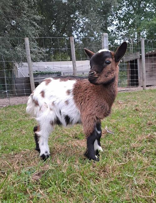 dwerggeit mieke, Dieren en Toebehoren, Schapen, Geiten en Varkens, Geit, Vrouwelijk, 0 tot 2 jaar