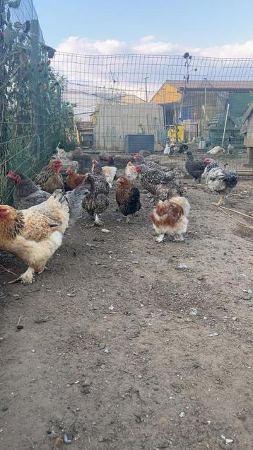 Diverse kippen te koop! beschikbaar voor biedingen