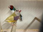 Koppel gouldamadines goulds te koop, Dieren en Toebehoren