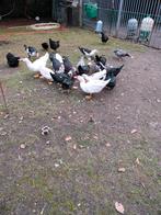 Barbarie eenden volwassen, Animaux & Accessoires