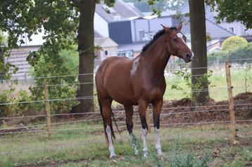 Knappe 5-jarige merrie beschikbaar voor biedingen