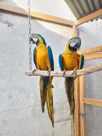 Ara ararauna, Dieren en Toebehoren, Vogels | Parkieten en Papegaaien, Meerdere dieren, Papegaai