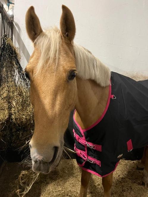 Allround Sportpony Te Koop, Dieren en Toebehoren, Pony's, Merrie, Z, D pony (1.37m tot 1.48m), Springpony, 11 jaar of ouder, Met stamboom