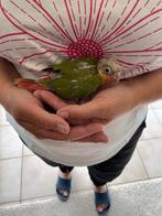 Jonge pyrrhura voor handopfok, Dieren en Toebehoren, Meerdere dieren, Parkiet, Geringd