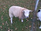 Ram Swifter, Dieren en Toebehoren, Schapen, Geiten en Varkens