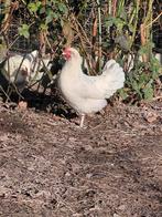 Jonge legkippen, Dieren en Toebehoren, Meerdere dieren, Kip