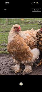 Brahma goud-wit kuikens van verschillende leeftijden, Dieren en Toebehoren, Meerdere dieren, Kip