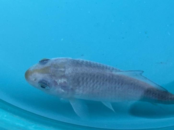 Koi 10cm - ideaal voor iemand met een kleinere vijver, Dieren en Toebehoren, Vissen | Vijvervissen, Karper of Koi