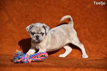 Beaux chiots Pug Pug