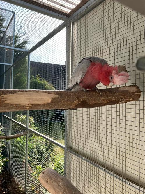 Kweekkoppel rose kaketoes te koop, Dieren en Toebehoren, Vogels | Parkieten en Papegaaien, Papegaai, Meerdere dieren, Geringd