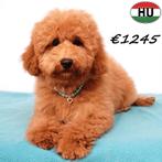 Caniches Nain (abricot, rouge, champagne) chiots à vendre, 15 semaines à 1 an, Caniche, Hépatite contagieuse (maladie de Rubarth)