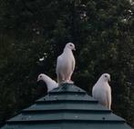 Witte sierduiven, Dieren en Toebehoren, Vogels | Duiven, Meerdere dieren, Overige soorten