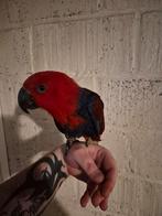 Zeer tamme edelpapegaai pop, Animaux & Accessoires, Oiseaux | Perruches & Perroquets
