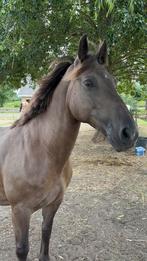 Etoile – een bijzondere merrie met karakter en kleur, Dieren en Toebehoren, Minder dan 160 cm, Onbeleerd, 11 jaar of ouder, Recreatiepaard