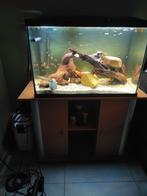 Aquarium, Enlèvement