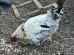 Jonge haan gratis, Dieren en Toebehoren, Pluimvee, Mannelijk, Kip