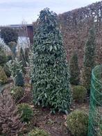 Portugese laurier, Tuin en Terras, Ophalen, Laurier