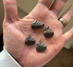 Fossiele haaientanden - Notorynchus & Hexanchus - Antwerpen, Verzamelen, Mineralen en Fossielen, Ophalen of Verzenden