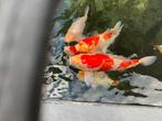 Japanse koi, Dieren en Toebehoren