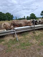 dekstier, Dieren en Toebehoren, Mannelijk, 3 tot 6 jaar