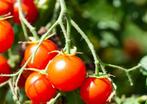 Kerstomaatjes plantjes bio, Tuin en Terras, Planten | Tuinplanten, Ophalen